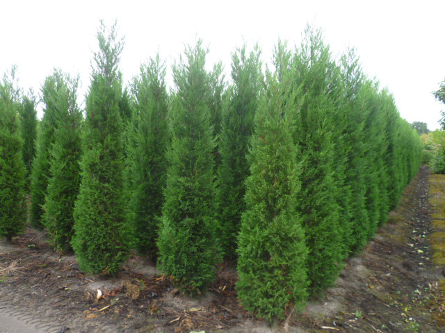 cupressocyparis leylandii 2001 2