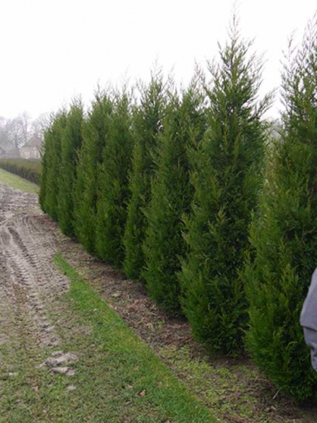 cupressocyparis leylandii 2001