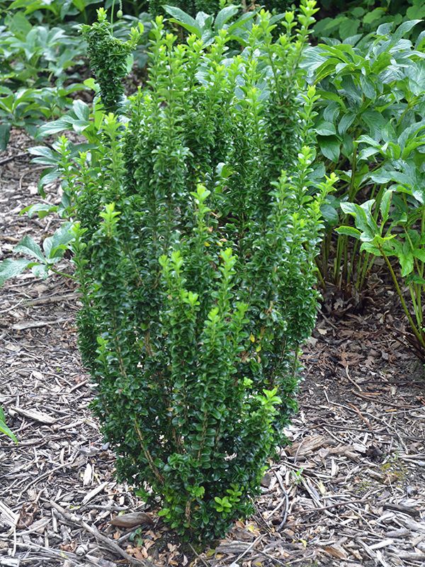 euonymus green spire 1