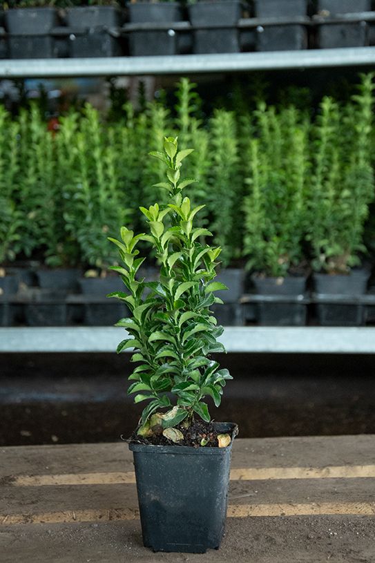 euonymus green spire 2