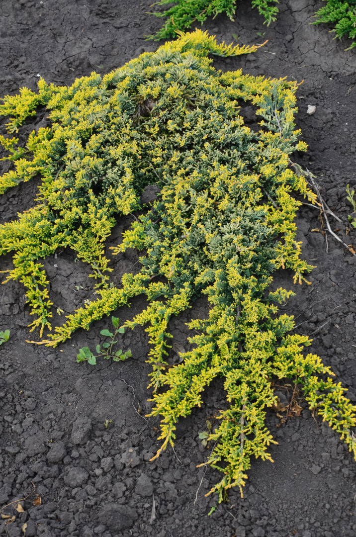juniperus golden carpet 1