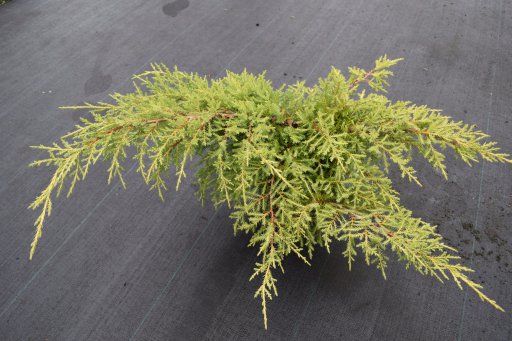 juniperus golden carpet 2