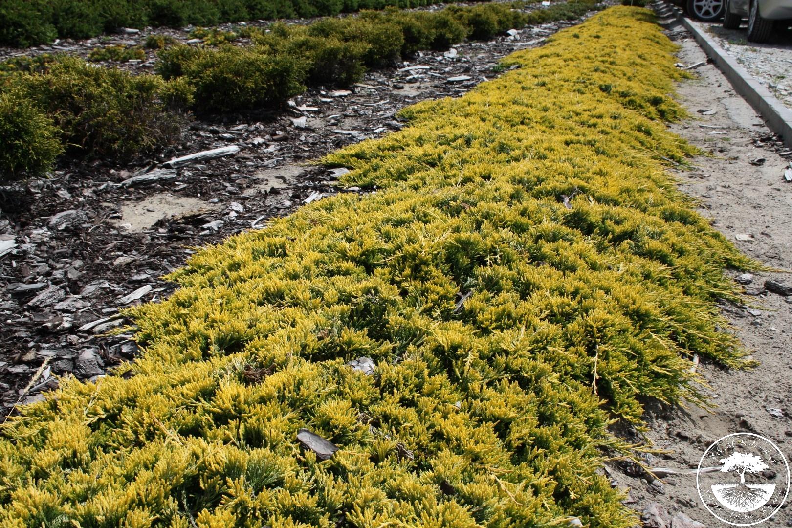 juniperus golden carpet