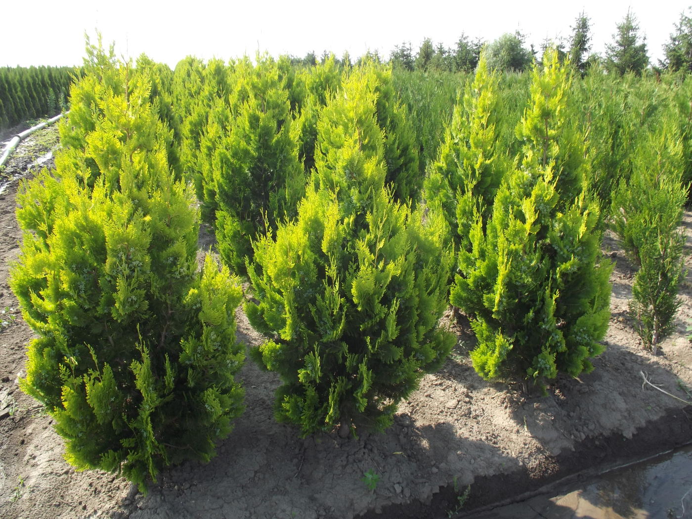 platycladus pyramidalis aurea 1