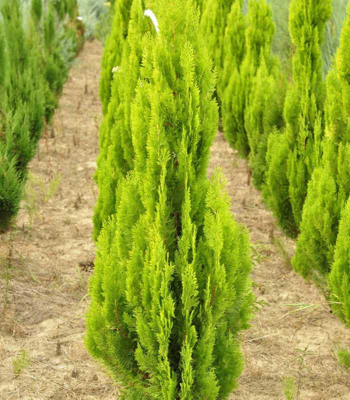 platycladus pyramidalis aurea 2