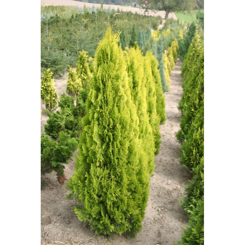 platycladus pyramidalis aurea