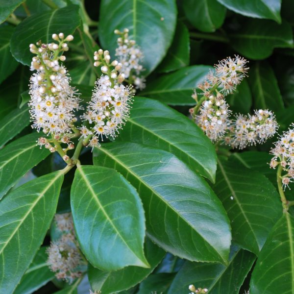 prunus laurocerasus rotundifolia 2