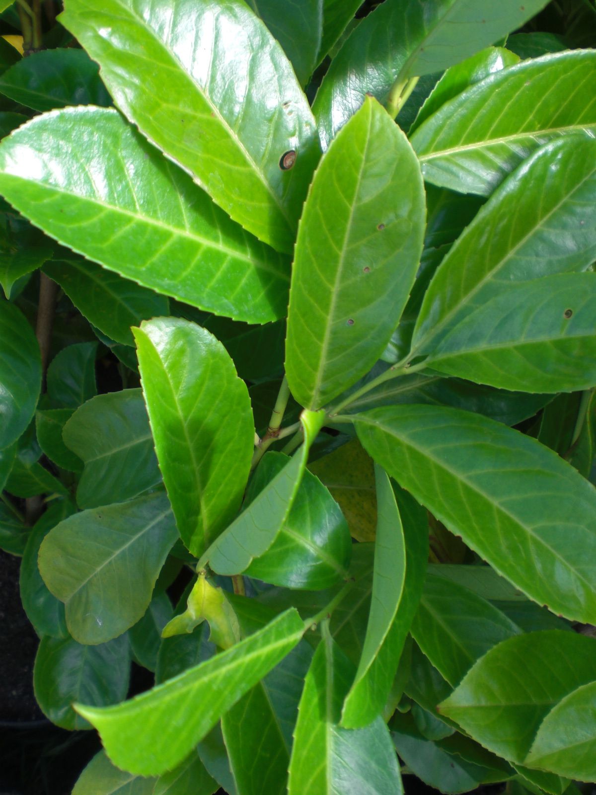 prunus laurocerasus rotundifolia