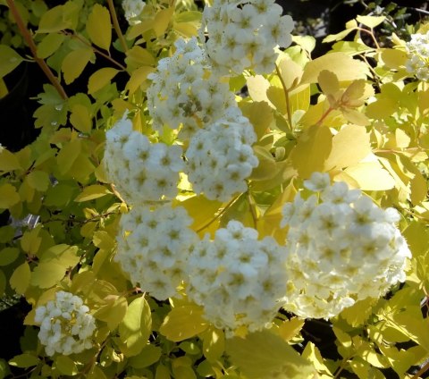spiraea vanhouttei gold fountain 1