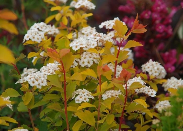 spiraea vanhouttei gold fountain 2