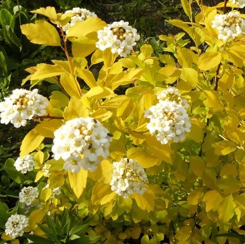 spiraea vanhouttei gold fountain