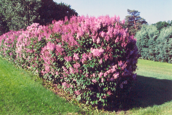 syringa minuet 1