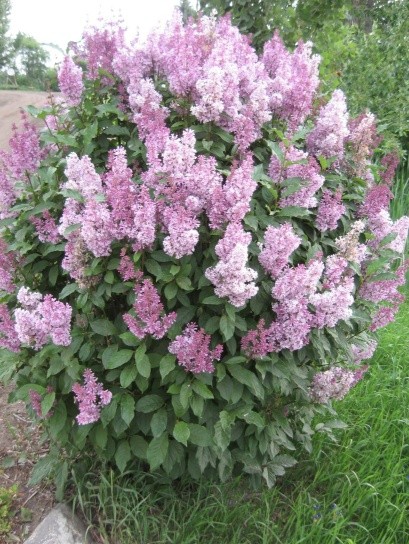 syringa minuet