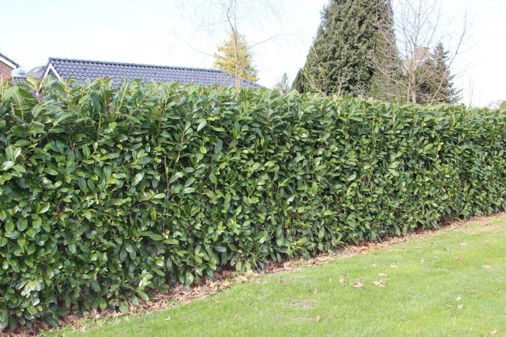 Prunus laurocerasus Novita 2