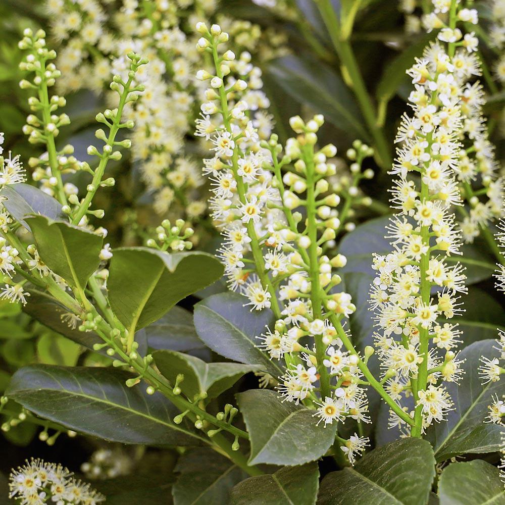 Prunus laurocerasus Novita 3
