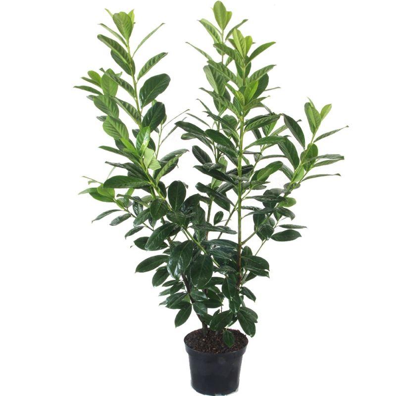 Prunus laurocerasus Novita 4