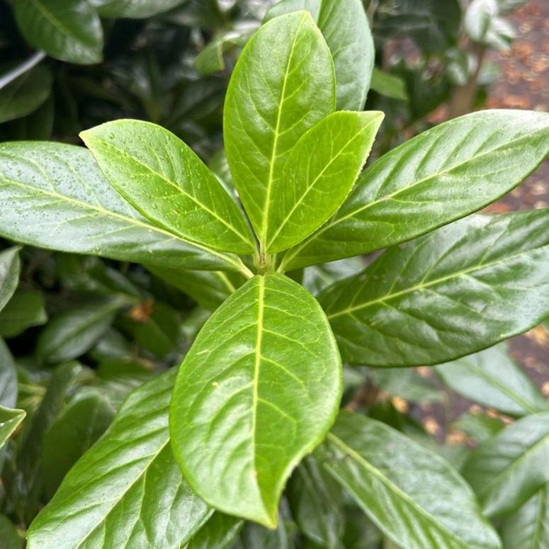 Prunus laurocerasus Novita