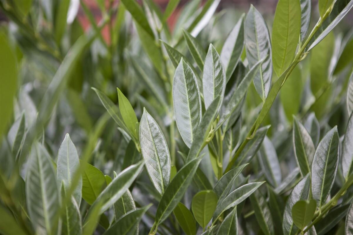 Prunus laurocerasus Titan