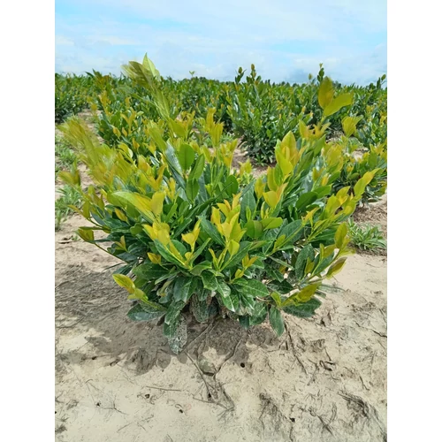 Prunus laurocerasus Titan2