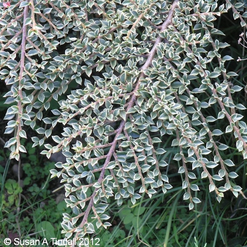 cotoneaster atropurpureus variegatus 1