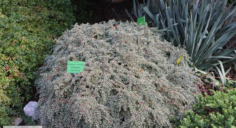 cotoneaster atropurpureus variegatus 2