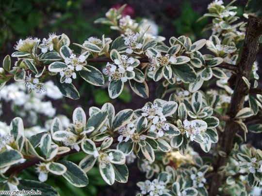 cotoneaster atropurpureus variegatus