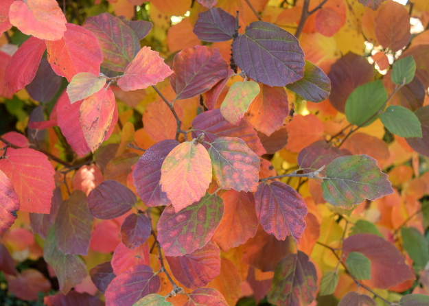 fothergilla blue shadow 1