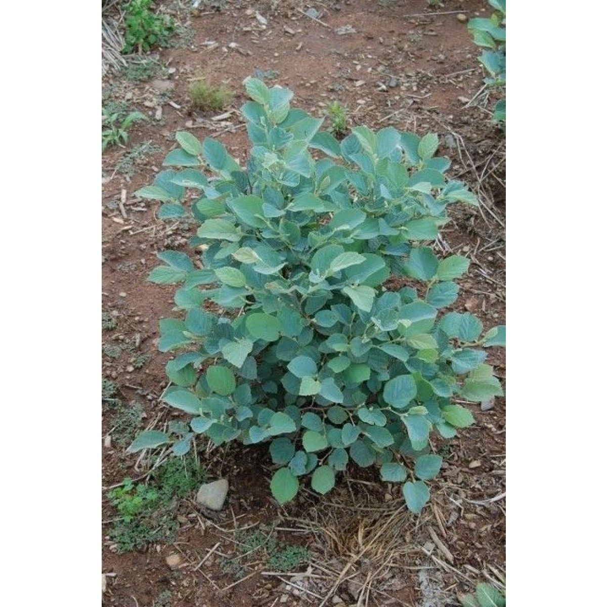 fothergilla blue shadow 2