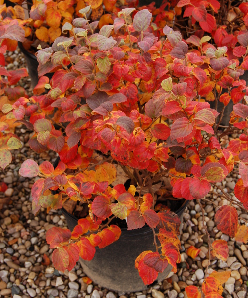 fothergilla blue shadow 3