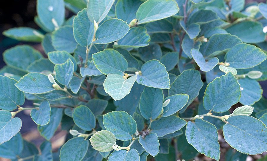 fothergilla blue shadow