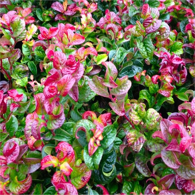 leucothoe axilaris curly red 1