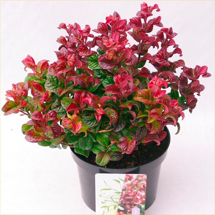 leucothoe axilaris curly red 2