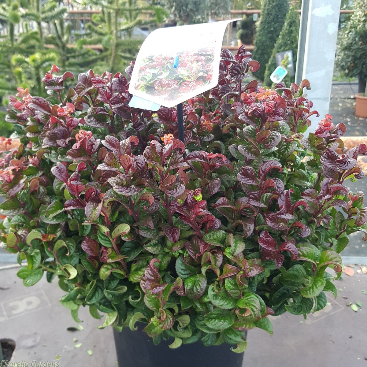leucothoe axilaris curly red