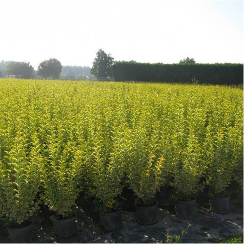 ligustrum aureum 1