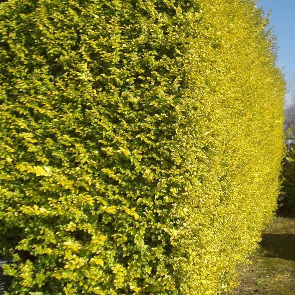 ligustrum aureum 2