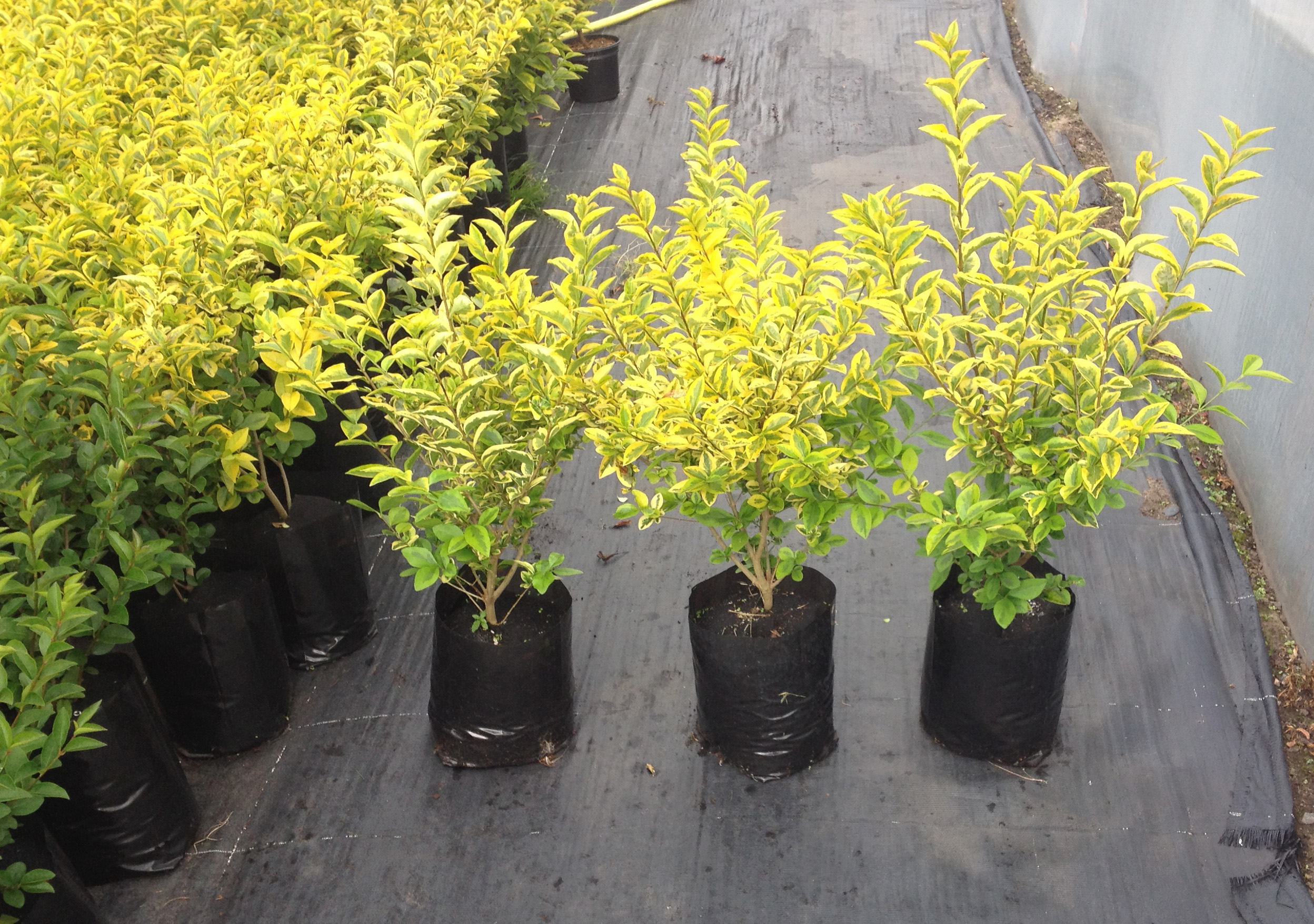 ligustrum aureum 3