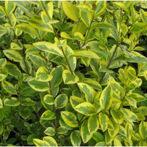 ligustrum aureum
