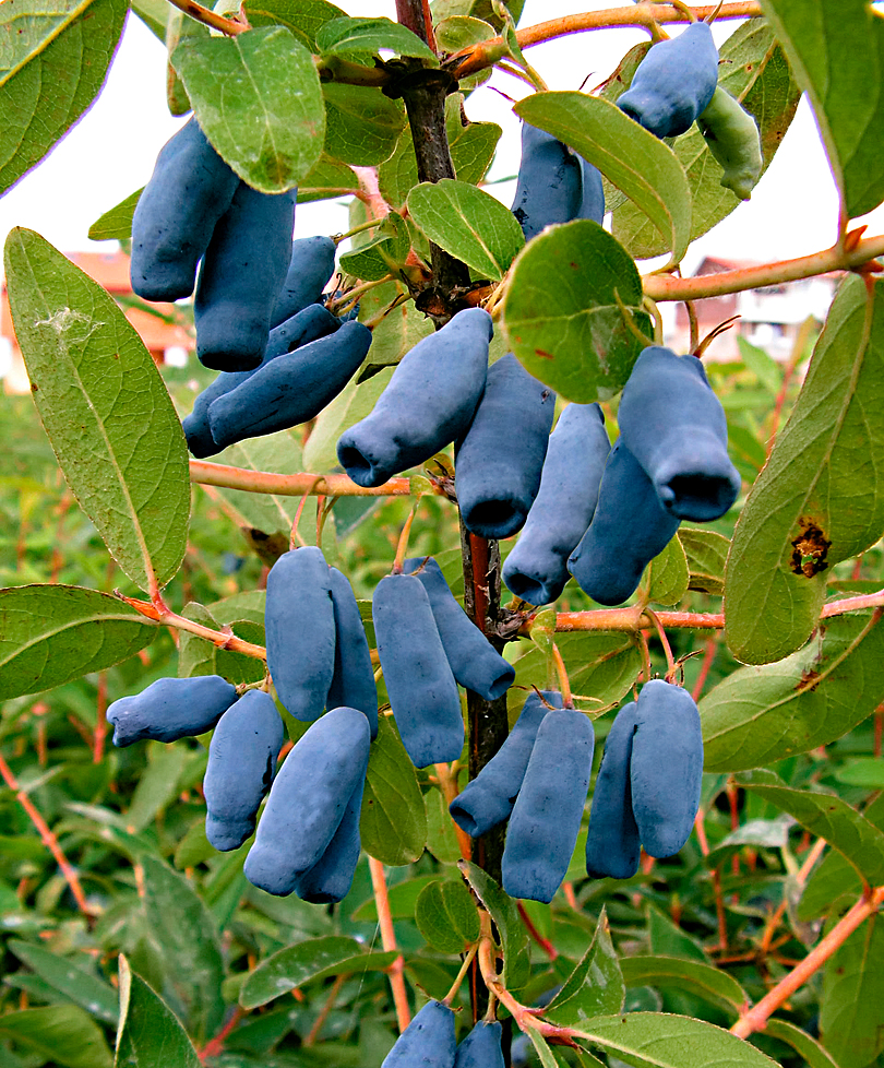 lonicera kamtshatica armur 1
