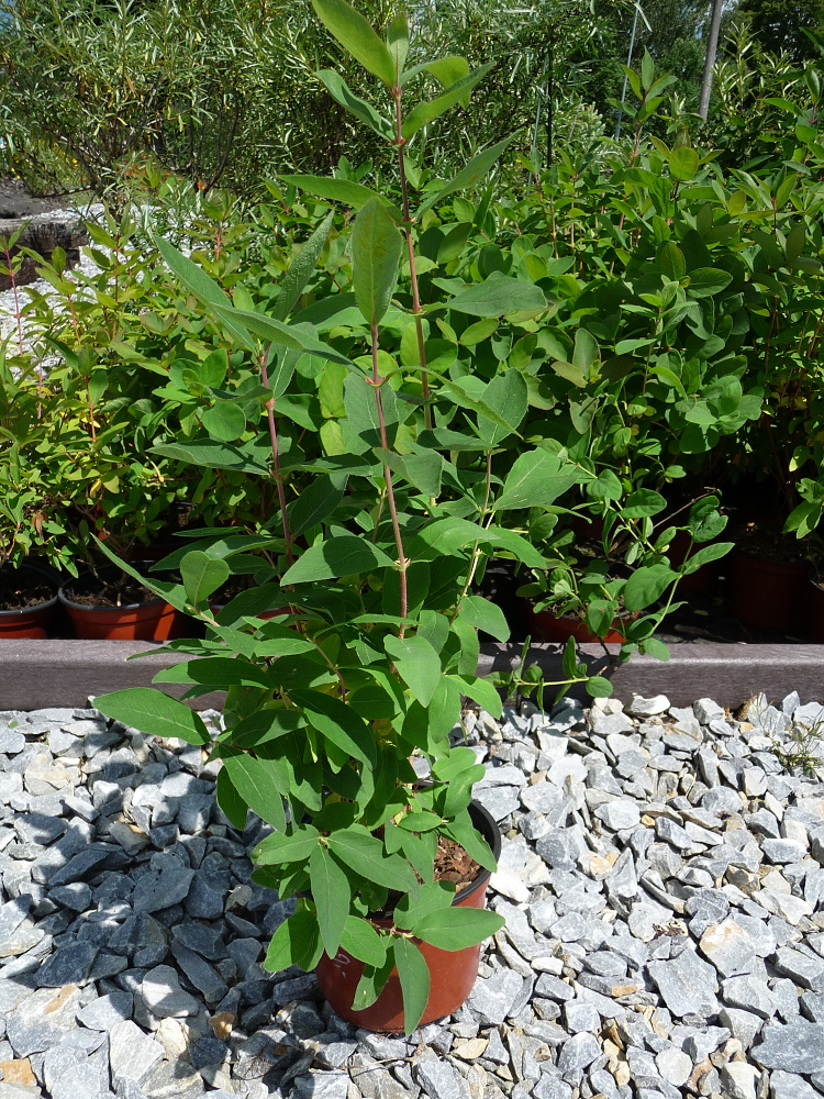 lonicera kamtshatica armur 2