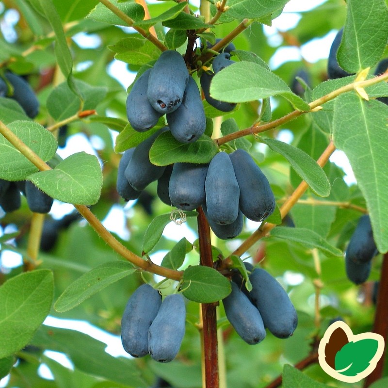 lonicera kamtshatica armur