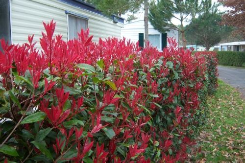 photinia camilvy 1