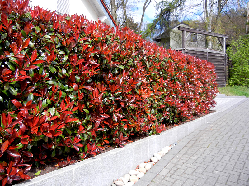 photinia camilvy 2