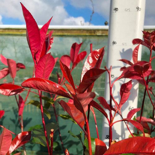 photinia camilvy