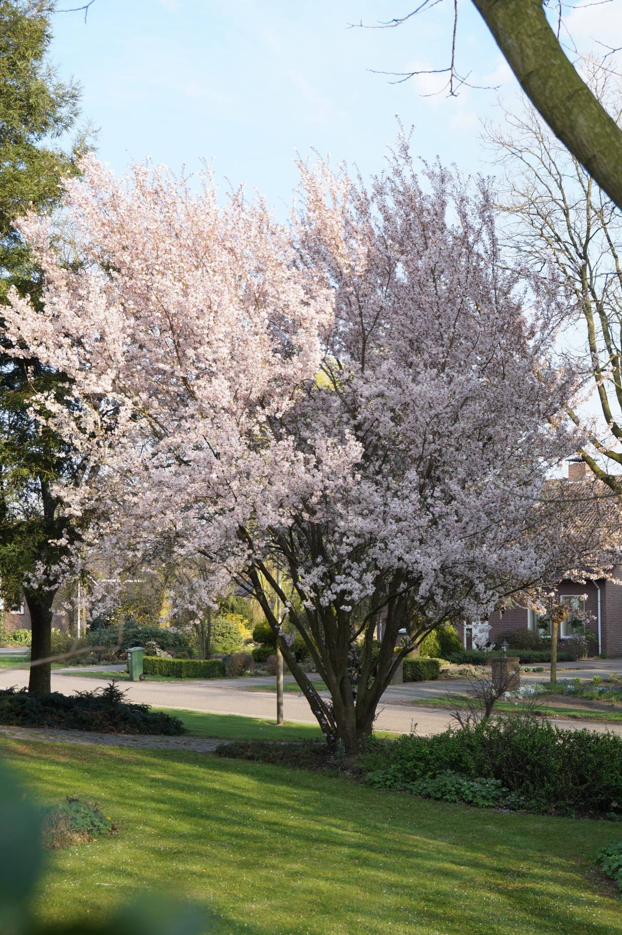 prunus incisa mikinori 1
