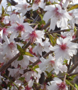 prunus incisa mikinori 2