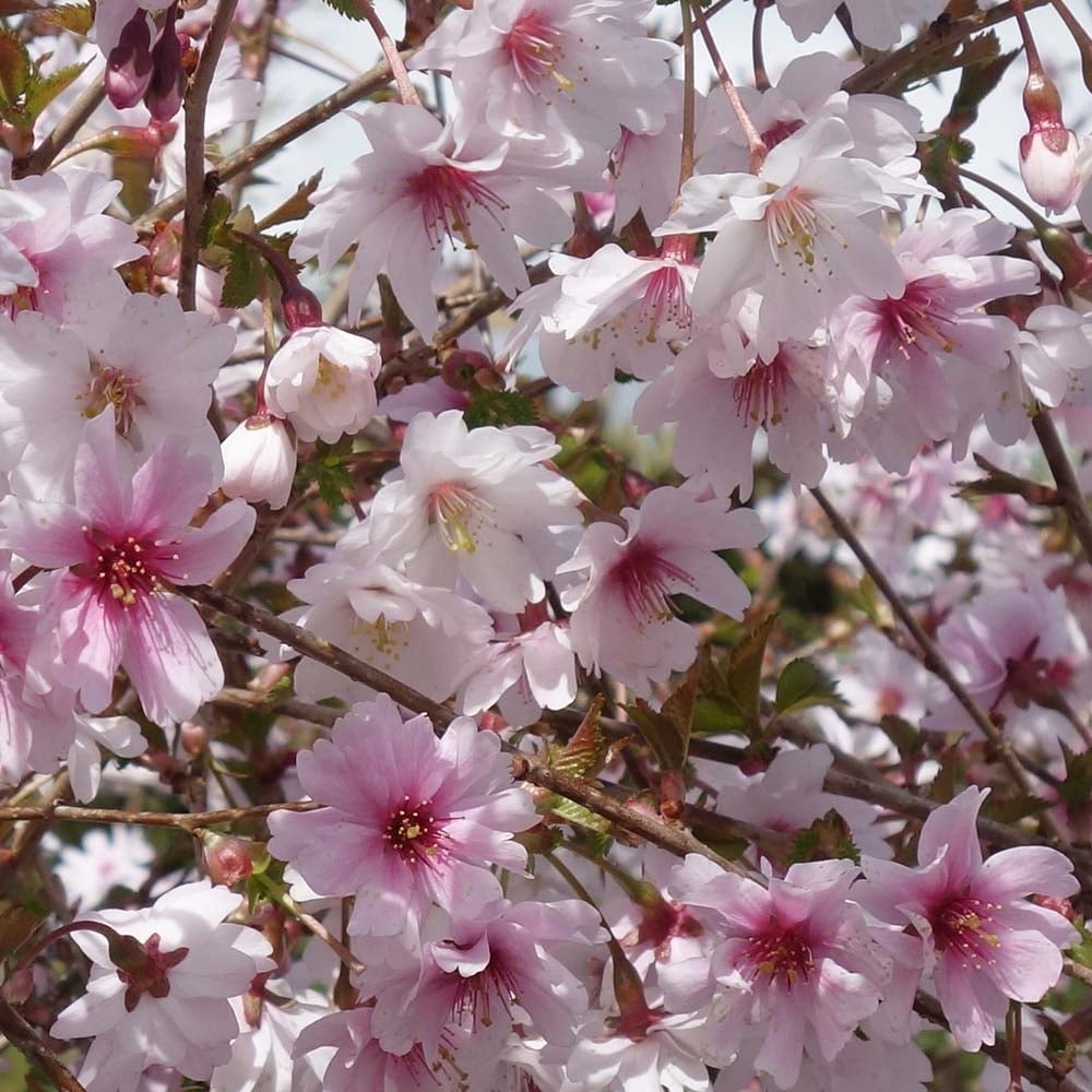 prunus incisa mikinori
