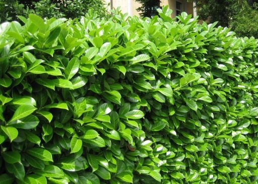 Plante pentru gard viu