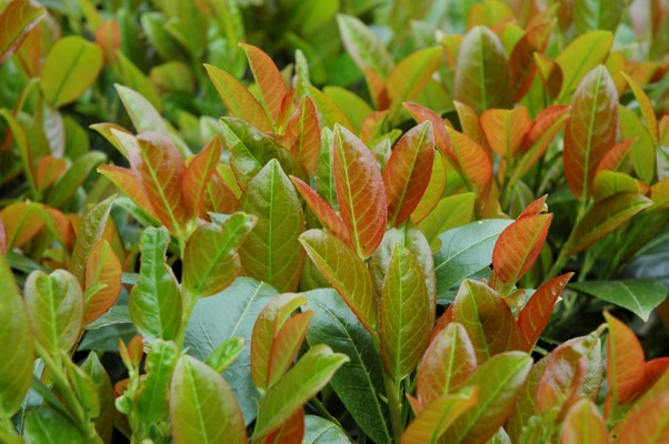 prunus laurocerasus titan 1