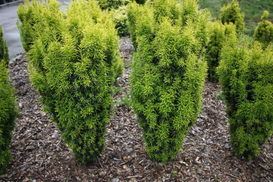 taxus media stefania 1