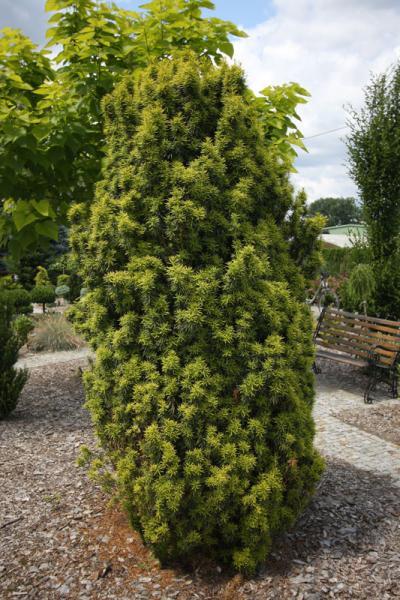 taxus media stefania 2